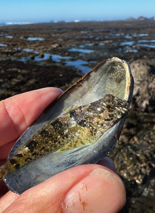 Fluffy Sculpin